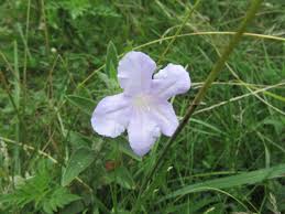 Image result for Acanthopale confertiflora