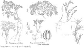 Image result for Polycarpaea corymbosa
