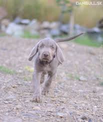 Image result for slovenský ohař hrubosrstý