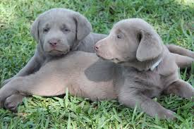 We are a silver labrador breeder specializing in silver lab puppies, charcoal lab puppies, check out our website for more information. Silver Lab Puppies Louisiana Silver Labradors Puppies Lab Puppies Cute Puppies