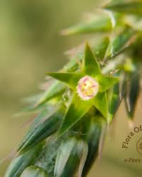 Image result for Centrostachys