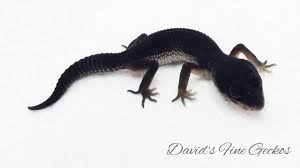 Black or red lights are not needed for nighttime heat, and can interfere with your gecko's day/night cycle. Black Pearl Leopard Gecko Morph Youtube
