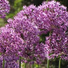 Is easy to grow and maintain, will make an ideal 'stand out plant' in a. Giant Onion Allium Giganteum In Richmond Fairfax Loudoun Prince William Fredericks Virginia Va At Meadows Farms Nurseries