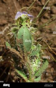 Image result for Trianthema salsoloides