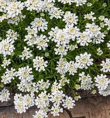 It is also particularly attractive in rock gardens or cascading over the edge of raised beds and can be used as ground cover in small areas. How To Grow Candytuft Watters Garden Center