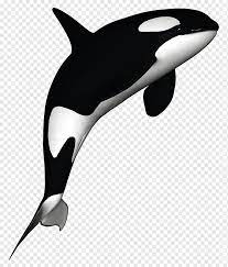 We did not find results for: Killer Whale Dolphin Killer Whale Black And White Killer Whale Marine Mammal Mammal Animals Png Pngwing