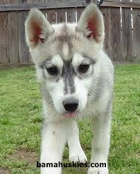 Cl las vegas > for sale. Siberian Husky Puppies For Sale Craigslist Off 53 Www Usushimd Com