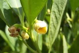 Image result for Anisocycla