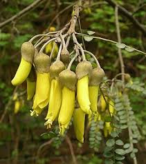 Image result for Sophora velutina