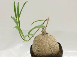 Image result for Ipomoea welwitschii