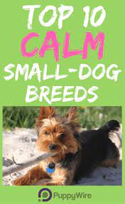 Top 10 Calm Small Dog Breeds Puppywire Best Small Dogs Small Dog Breeds Calm Dog Breeds