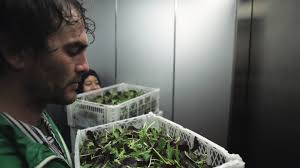 Brooklyn Farmer: New York's urban farming scene is growing roots