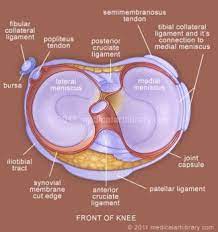 Lateral Meniscus Physiopedia