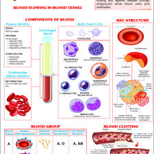 Human Blood Chart Human Blood Chart Manufacturer Hospital