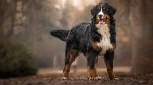 However, free golden retriever dogs and puppies are a rarity as rescues usually charge a small adoption fee to cover their expenses (usually. Bernese Mountain Dog Breed Information Facts Traits Pictures More