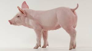 Meaning of pig in english. Successfully Eliminate Tail Biting In Pigs To Improve Herd Performance Biomin Net