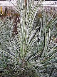 Sosna giętka vanderwolf's pyramid to odmiana stosunkowo rzadko oferowana w polsce do sprzedaży. Pinus Flexilis Vanderwolfs Pyramid Biegsame Kiefer Vanderwolfs Pyramid Www Online Pflanzenversand De