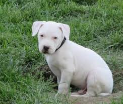 Is it normal for dogo argentino to have black spots? Dogo Argentino Puppies For Sale In Paterson New Jersey Classified Americanlisted Com