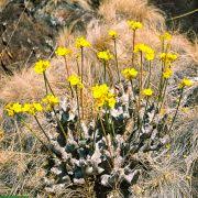 Image result for Strophanthus luteolus