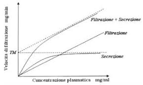 Ecco una lista di opinioni su clearance renale. Clearance Plasmatica Medicinapertutti It