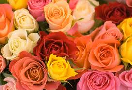 Image result for What Is In A Name, Roses.
