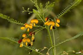 Image result for Sesbania brevipedunculata