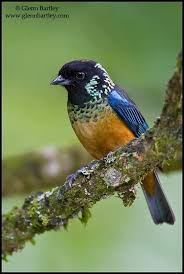 Birds Of Eastern Pa Spangled Cheeked Tanager Tangara Dowii Pet Birds Birds Pretty Birds
