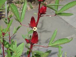 Edible hibiscus flowers for drinks. Roselle Plant Wikipedia