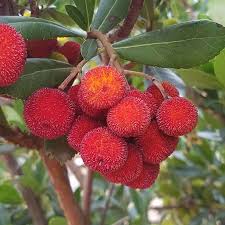 They're the plants that have leaves all year round. Best Deciduous And Evergreen Single Stem Trees For Small Gardens