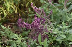 Image result for Suaeda plumosa