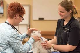 Best Local Cat Veterinarian Village Veterinary Practice