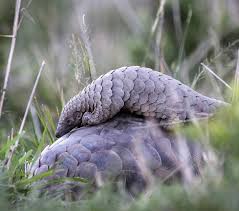 Scale your defi trading with pangolin. The Pangolin Project