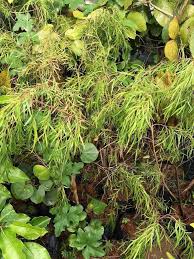 Daun pokok willow (dikenali sebagai pokok janda merana) juga boleh dijadikan bahan penggalak akar semulajadi. Pokok Janda Merana Australian Kebun Kecil Tepi Rumah Facebook