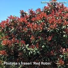 We did not find results for: Best Fast Growing Plants For Privacy And Screening Searles Gardening