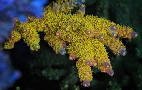 Image result for Diplocyclos tenuis