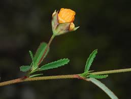 Image result for Sida serratifolia