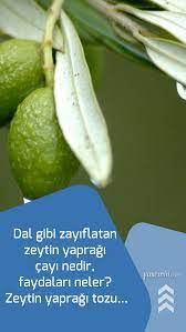 Dal Gibi Zayiflatan Zeytin Yapragi Cayi Nedir Faydalari Neler Zeytin Yapragi Tozu Detoks Diyeti Dogal Saglik Diyet Ipuclari