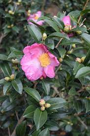 Camellia Sasanqua Pink Butterfly Butterfly Plants Pink Butterfly Pink