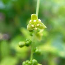 Image result for Tinospora tenera