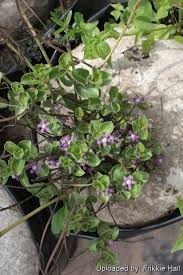 Image result for Raphionacme hirsuta