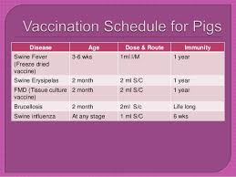 Vaccination Schedule Of Animals And Poultry