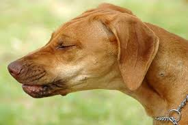 When your dog is diagnosed with cancer, one of the first concerns you may have is the cost. Pharyngitis In Dogs Symptoms Causes Diagnosis Treatment Recovery Management Cost
