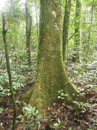 Image result for Anthonotha