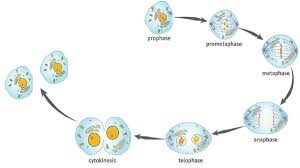 Pembelahan Sel Mitosis Lengkap Beserta Hasil Dan Fungsinya