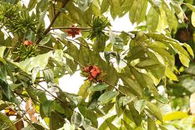 Image result for Xylopia