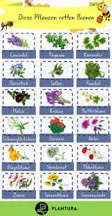 Bienenfreundliche Pflanzen Top 10 Plantura Bienenfreundliche Pflanzen Pflanzen Bienenfreundlicher Garten