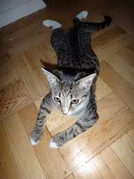 Strawberry or chocolate ice cream? Cats Pets Is It Healthy To Exercise Your Cat Until He Or She Starts Panting Quora