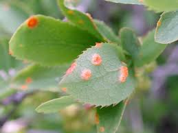 Image result for Berberis