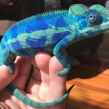 Maybe you would like to learn more about one of these? Ambilobe Panther Chameleon Chameleons For Sale Chameleon Pet Panther Chameleon