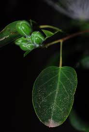 Image result for Maerua grantii